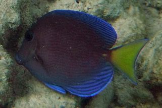 Acanthurus coeruleus - Spätblauer Doktorfisch (Blauer Doktorfisch)